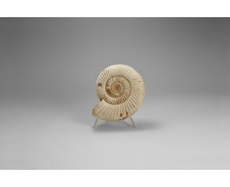 Jurassic Period, 199-145 million years BP. A fine example of the ammonite Perisphinctes sp. with much of the original shell m