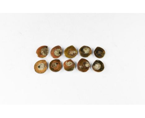 A group of ten polished ammonites showing internal chambers and crystal formation on matrix. 88 grams total, 30-35mm (1 1/4")