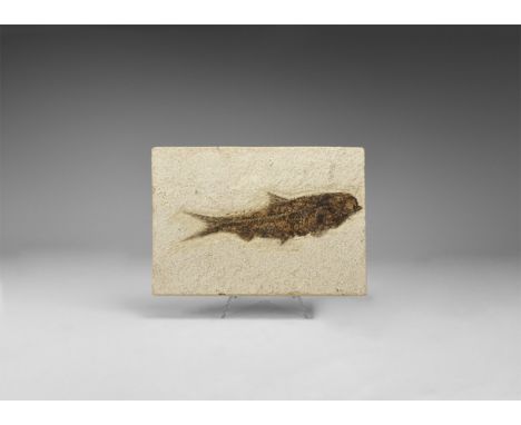 Eocene Period, 58-36 million years BP. A fossil Knightia alta fish from Warfield's Quarry, Kemmerer, Green River Formation, W