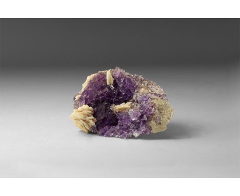 A cluster of fluorite crystals of a deep purple colour, with barite crystal growth to one end; in white card tray with Gregor