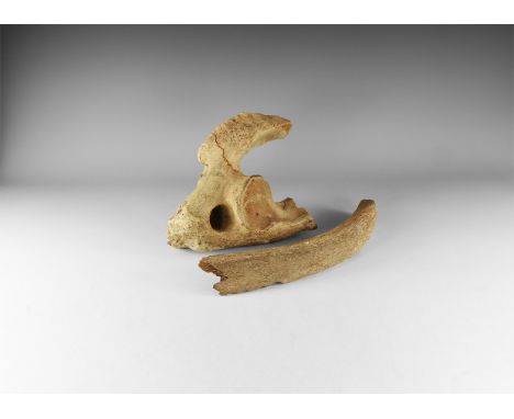 2.6 million-11,700 years BP. A group of two Bison priscus bones comprising a rib and pelvis fragment. 1.3 kg total, 21-29cm (