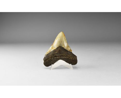 Pliocene Period, 5.2-2.5 million years BP. A large Carcharocles megalodon shark tooth from Georgia, USA. 120 grams, 87mm (3 1