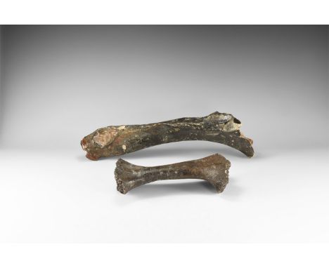 Devensian Period, 110,000-12,000 years BP. A group of two large woolly rhinoceros bones comprising: a lower leg bone; a large
