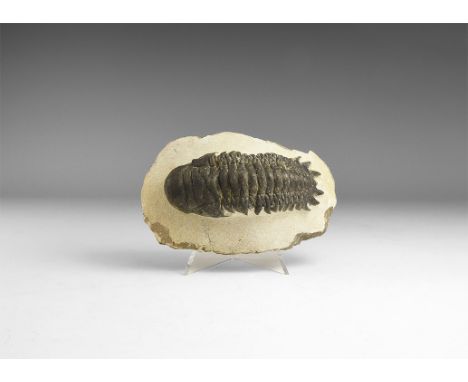 Upper Devonian Period, 385-359 million years BP. A Crotalocephalina gibbus trilobite on a matrix from the Atlas Mountains, Ha