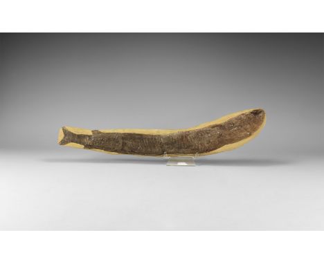 Lower Cretaceous Period, 120 million years BP. A large complete fossil Vinctifer sp. fish from the Santana Formation, Ceara, 