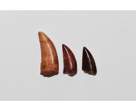 Cretaceous Period, 145-65 million years BP. A group of three dinosaur teeth comprising two Deltadromeus agilis raptor dinosau