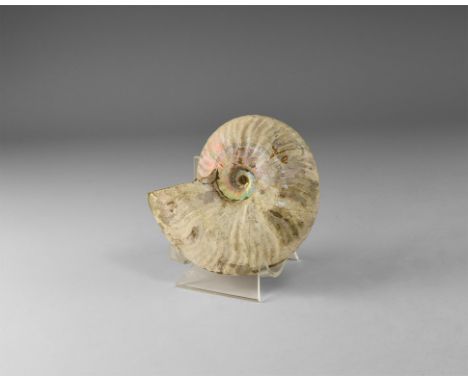 Cretaceous Period, Albian Stage, 113-100 million years BP. A natural iridescent shell Cleoniceras besairiei ammonite from Mad