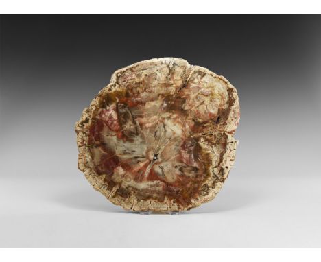 Late Triassic Period, 225 million years BP. A 19mm thick, full round section of a fossil tree from Madagascar polished on bot