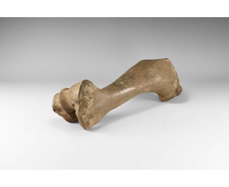 2-5 million years BP. A front leg bone from a bison. 1.5 kg, 34cm (13 1/4"). From the collection of the palaeontologist R Gle