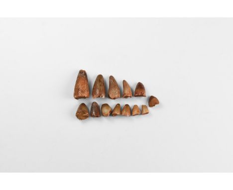 Upper Cretaceous Period (Campanian), 76-75 million years BP. A group of thirteen Sarcosuchus sp. crocodile teeth from the san