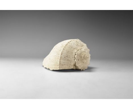 Pleistocene Period, 2.6 million years-11,700 years BP. A Sinistrofulgar sp. gastropod from the Tamiami Formation, Venice, Flo
