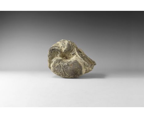 Late Carboniferous Period 300 million years BP. A fossil nautiloid of the species Titanoceras, with several chambers of the s