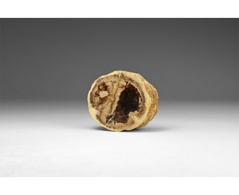 Jurassic Period, 199-145 million years BP. A cut slab of petrified wood with one side polished, in white card tray with label