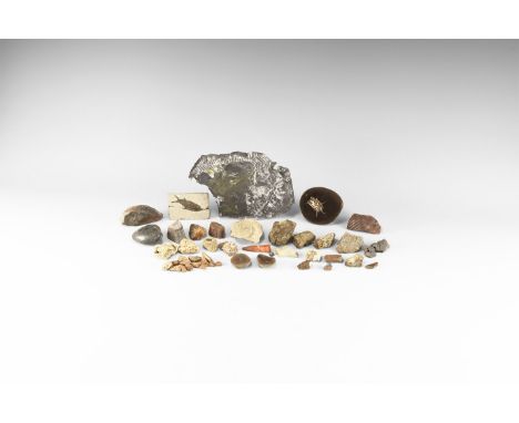 Carboniferous-Miocene Period, 350-5 million years BP. A group of fossils comprising: a selection of five Calamites sp. sectio