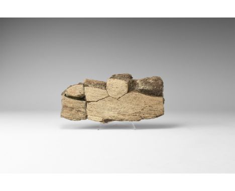 Upper Cretaceous Period (Campanian), 76-75 million years BP. An Edmontosaurus illium bone section from Hell Creek Formation, 