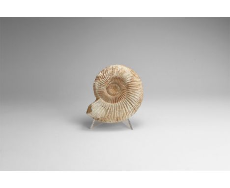 Jurassic Period, 199-145 million years BP. A fine example of the ammonite Perisphinctes sp. with much of the original shell m