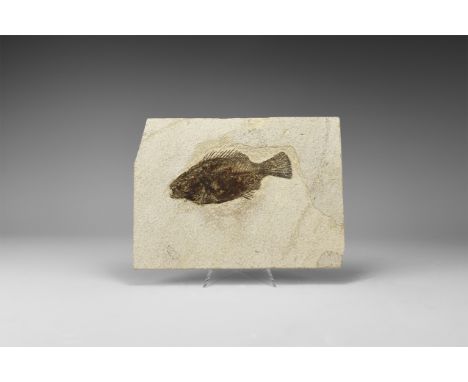 Eocene Period, 58-36 million years BP. A fossil Priscacaraliops fish from the Green River Formation, Lincoln County, Wyoming,