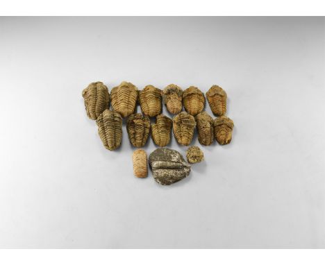 Devonian- Ordovician Period 354-443 million years BP. A mixed fossil group comprising: an Orthoceras sp. cephalopod in limest