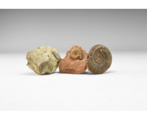 Middle Jurassic Period, 165 million years BP. A group of three Parkinsonia sp. ammonites found at Sengenthal, Bavaria, German