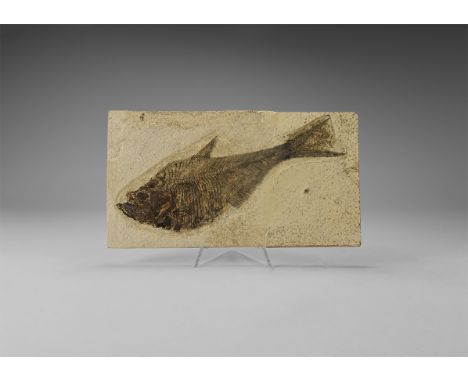 Eocene Period, 58-36 million years BP. A fossil Diplomystus fish in matrix from the Green River Formation, Lincoln County, Wy