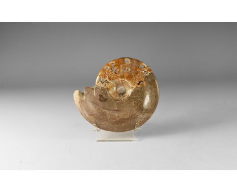 Jurassic Period, Bacocian stage, 168-172 million years BP. A large polished chambered ammonite discovered at Arbala, Middle A