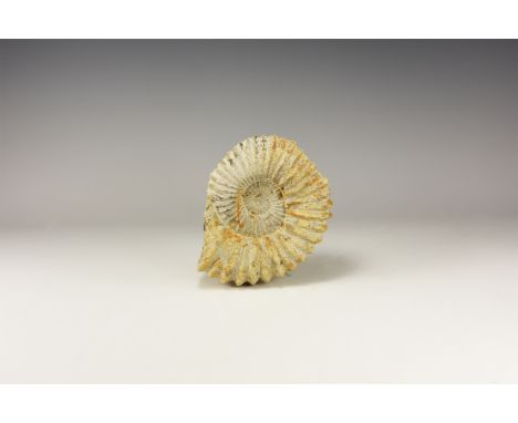 Cretaceous Period, 145-66 million years BP. A fossil ammonite Calycoceras or Acanthoceras, from Morocco, with labels to back 