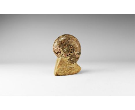 Mesozoic Era, 252-66 million years BP. A fossil ammonite resting on oolitic limestone, with outermost shell polished to revea