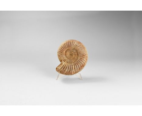 Jurassic Period, 199-145 million years BP. A fine example of the ammonite Perisphinctes sp. with much of the original shell m