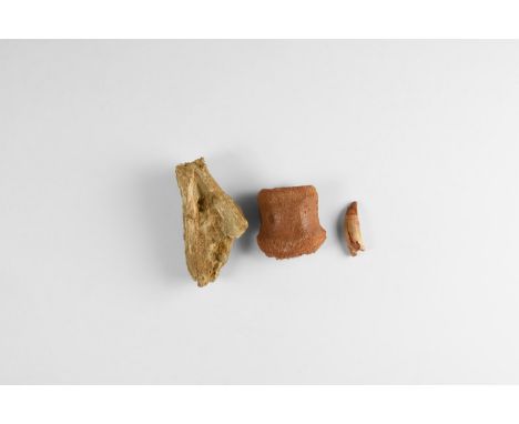 Cretaceous Period, 145-65 million years BP. A group comprising a juvenile crocodile head section, a vertebra and a tooth incl