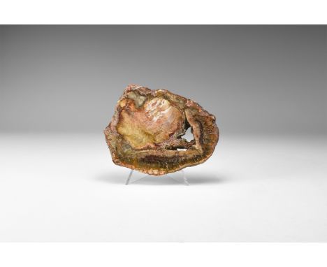 Triassic Period, 250-200 million years BP. A section of fossilised wood with a polished face from Madagascar. 180 grams, 11cm