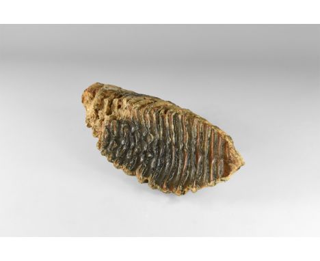 Pleistocene Period, 2.6 million -11,700 years BP. A Mammuthus primigenius tooth from Brown Bank, Lowestoft, UK. 1.5 kg, 20cm 