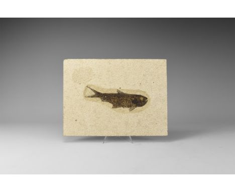 Eocene Period, 58-36 million years BP. A fossil Mioplosus labracoides fish from Warfield's Quarry, Kemmerer, Green River Form