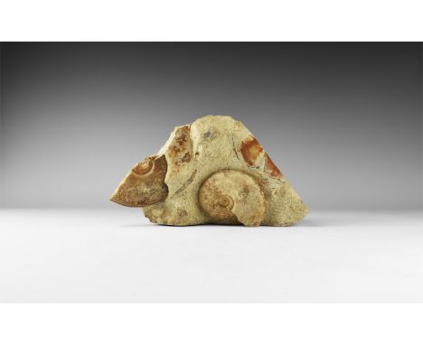 Middle Jurassic Period, Bajocian Stage, 170-168 milion years BP. A Soninnia sp. Euhoploceras ammonite free standing display f