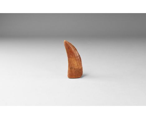 Cretaceous Period, Albian Stage, 113-100 million years BP. A large tooth of Bahariasaurus ingens, a mid-sized carnivore from 