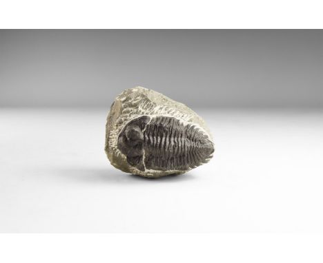 Upper Devonian Period, 385-359 million years BP. A Metacanthina barrandei trilobite on a matrix from the Atlas Mountains, Ham