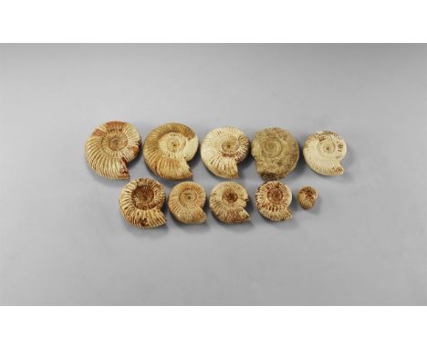 Cretaceous Period, 145-65 million years BP. A group of ten Perisphinctids, some with remains of iridescent shell. 875 grams t