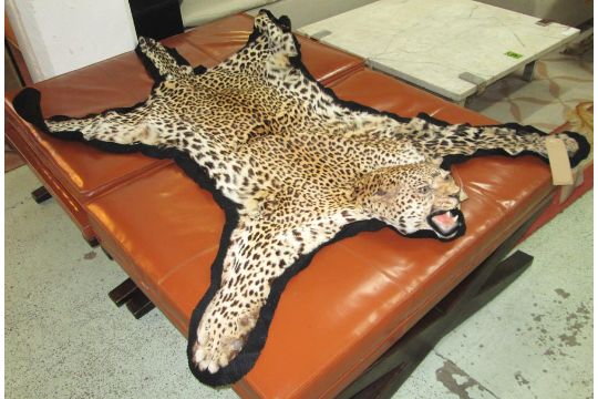 Cheetah Skin Rug Early 20th Century With Felt Backing 210cm X 136cm