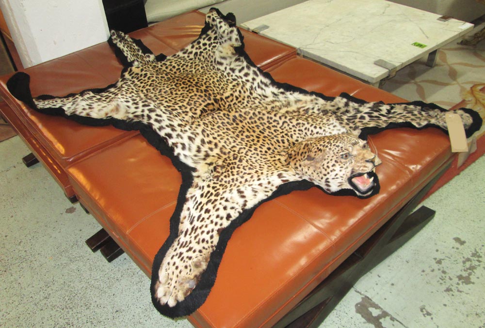CHEETAH SKIN RUG, early 20th century with felt backing, 210cm x 136cm.