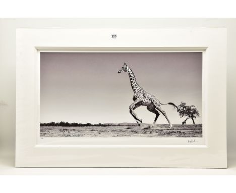 ANUP SHAH (KENYA CONTEMPORARY) 'DANCE', a signed limited edition photographic print depicting a giraffe, 40/150 with certific