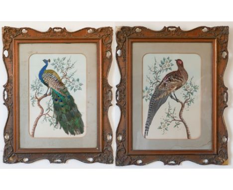 Pair of Victorian watercolour and bird feather panel paintings depicting Pheasants and a Peacock in swept Gesso frames, each 
