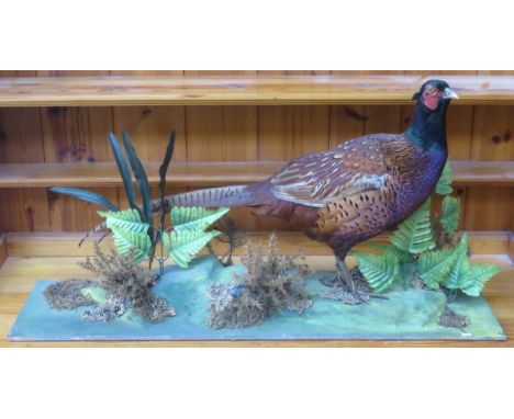 VINTAGE TAXIDERMIC SPECIMEN OF A PHEASANT ON STAND 