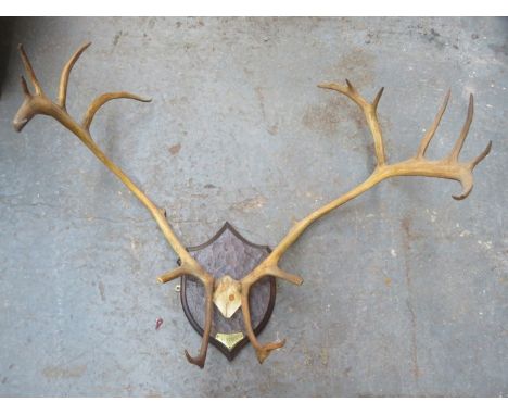PAIR OF LARGE VINTAGE REINDEER ANTLERS ON OAK SHIELD MOUNT 