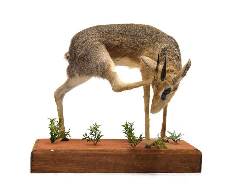 Taxidermy - Preserved dik-dik (genus madoqua), probably a Kirk's dik-dik (m. kirkii), modelled standing with one rear leg rai