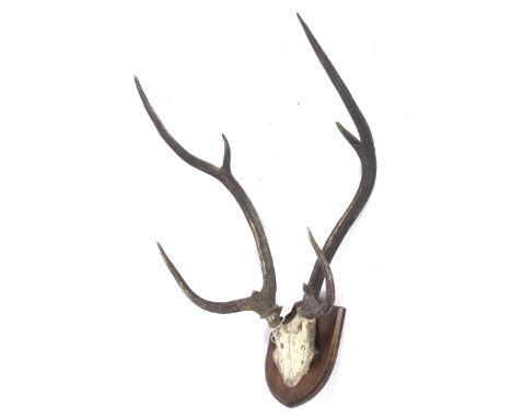 A set of deer antlers mounted on a wooden shield. Bears Army & Navy C.S.L Naturalists London mark verso, H70cm.  