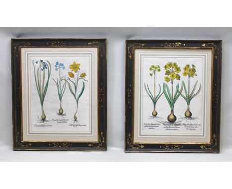 AFTER BASILIUS BESLER A PAIR OF FIRST QUARTER 17TH CENTURY, LATER HAND COLOURED, COPPER PLATE ENGRAVINGS of Spring Narcissi, 