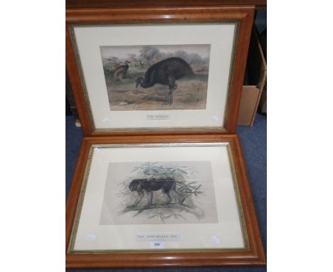 A 19th century lithograph, 'The Ashy-Black Ape', together with another similar 'The Mooruk', both in maple frames