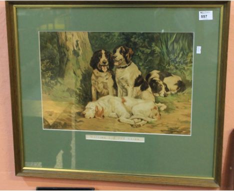 'Waiting for the Laird', a study of gundogs, coloured print.  Framed and glazed. A framed centrefold from an old Sporting Tim