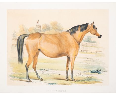 C. (W.) Portraits of Brood Mares Belonging to the Royal Stud at Hampton Court, 24 hand-coloured lithographs, several plates a