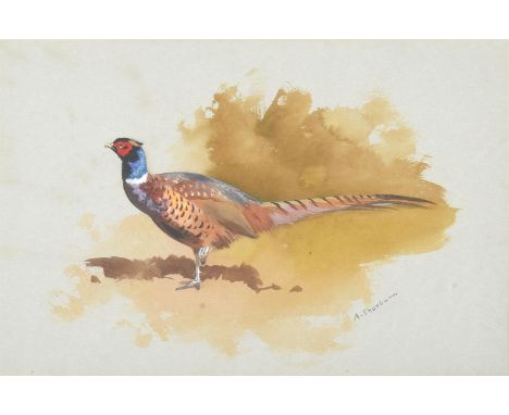 ARCHIBALD THORBURN (BRITISH 1860-1935) PHEASANT Watercolour Signed (lower right) 20.5 x 31cm (8 x 12 in.)Provenance: Sheila H