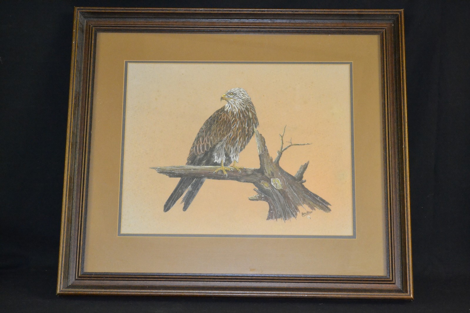 John Straw (contemporary) Red Kite signed, watercolour, 45cm x 35cm, framed